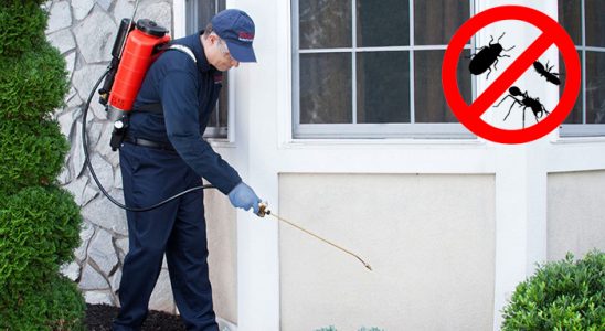 Kurucaşile Dezenfeksiyon böcek ilaçlama ve haşere kontrolü — ilaclama-tr.com